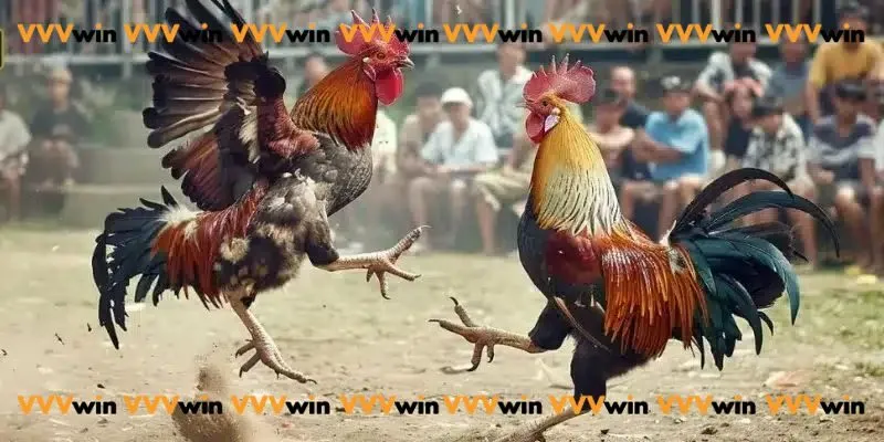 Coi đá gà trực tiếp